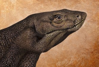 Komodo Dragon - Ph. Guido Daniele